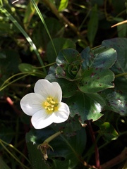 Onagraceae