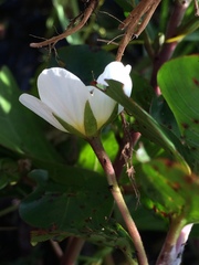 Onagraceae