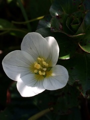 Onagraceae