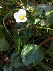 Onagraceae