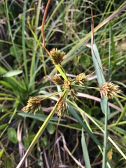 Cyperaceae