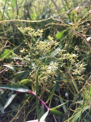 Cyperaceae
