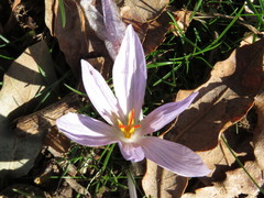 Crocus pallasii