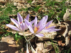 Crocus pallasii