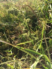Cyperaceae
