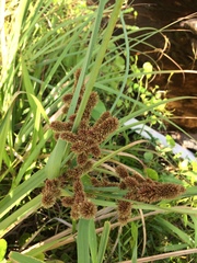 Cyperaceae
