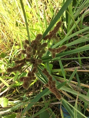 Cyperaceae