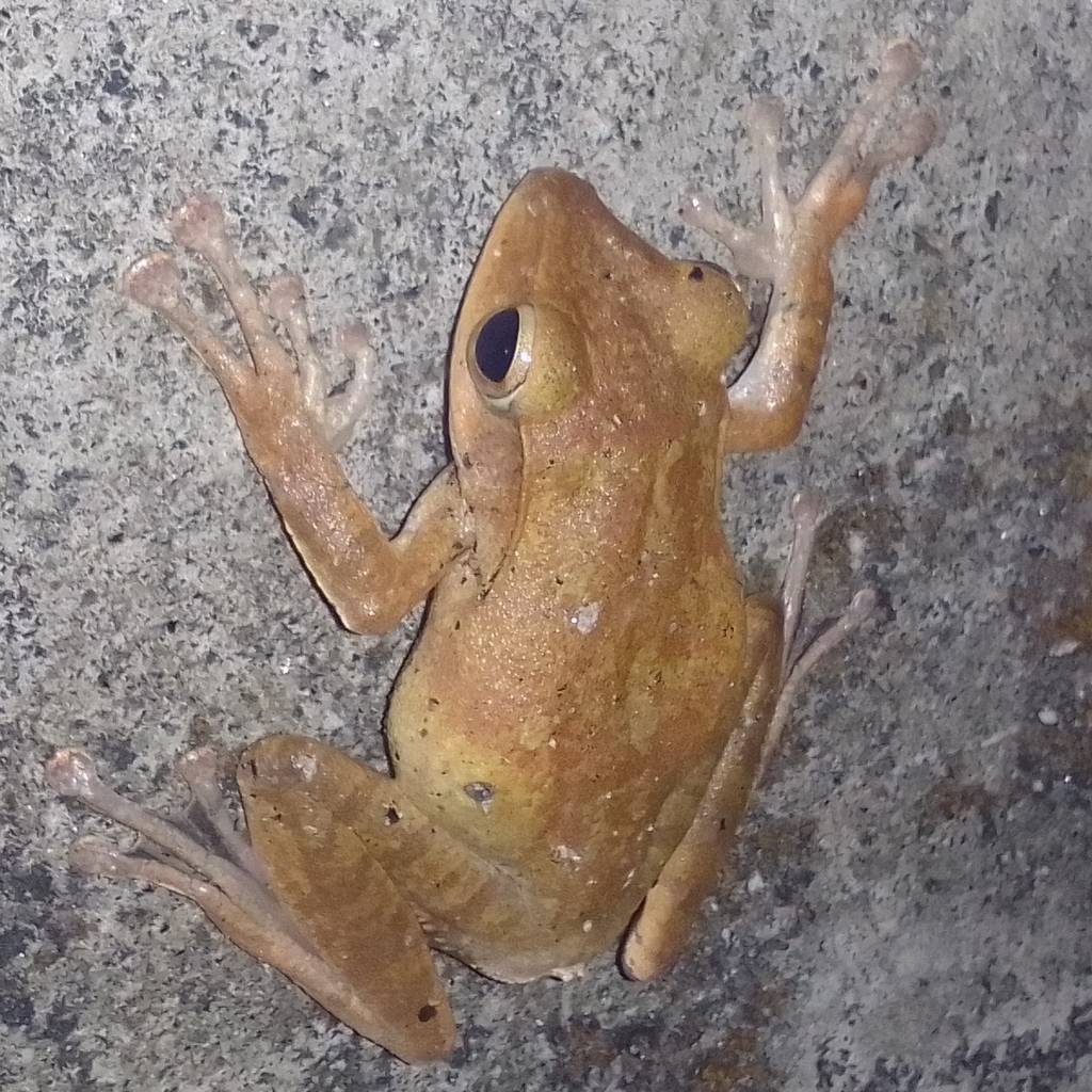 Western Tree Frog from Kochi, Kerala 683104, India on May 21, 2023 at