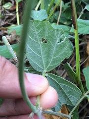 Macroptilium