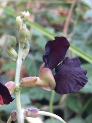 Macroptilium