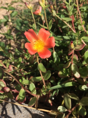 Portulaca umbraticola