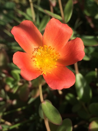 Portulaca umbraticola