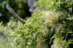 Clematis foetida
