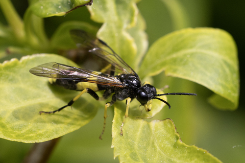 Small Yellow-girdled Tenthredo, photo 2 of 10