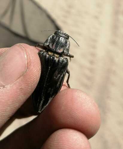Pine-borer, Центральный р-н, Барнаул, Алтайский край, Россия, photo 8 of 10