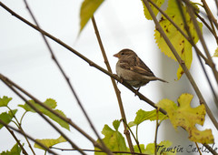 Passer domesticus
