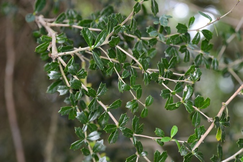 Berberis darwinii