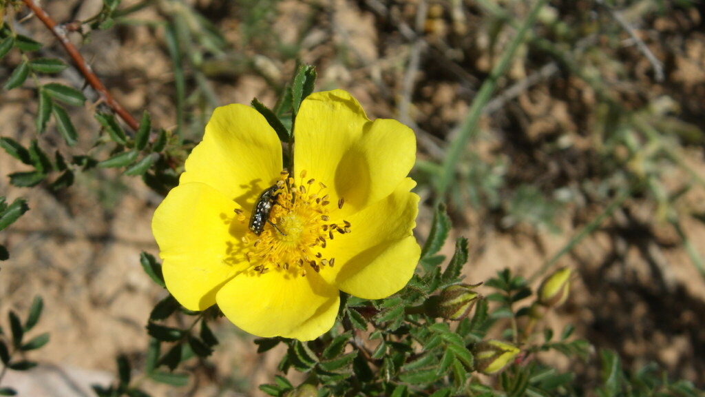 Rosa kokanica; photograph author not stated, no rights reserved