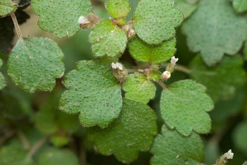 Shade nettle (Australina pusilla)