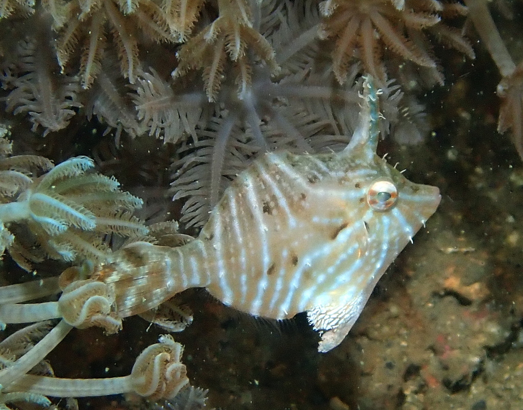 Flower-coral Filefish