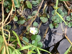 Onagraceae