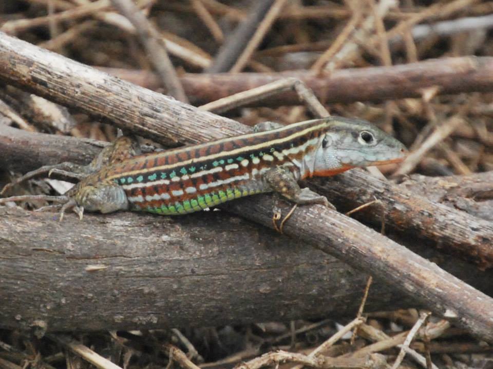 Bocourt's Ameiva