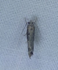 Xylorycta melaleucae