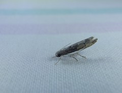 Xylorycta melaleucae