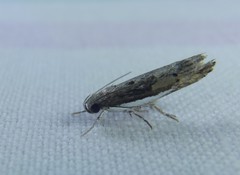 Xylorycta melaleucae