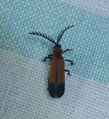 Cladophorus cinctus