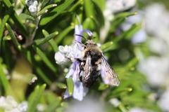 Melecta albifrons