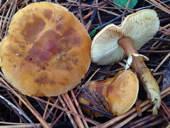 Cystoderma carcharias fallax