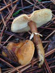 Cystoderma carcharias fallax