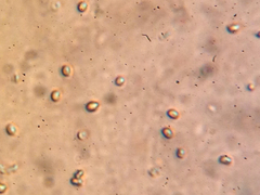 Cystoderma carcharias fallax