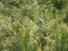 Ardea cinerea