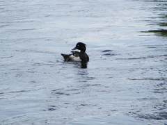 Aythya fuligula