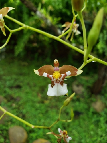 Cyrtochiloides