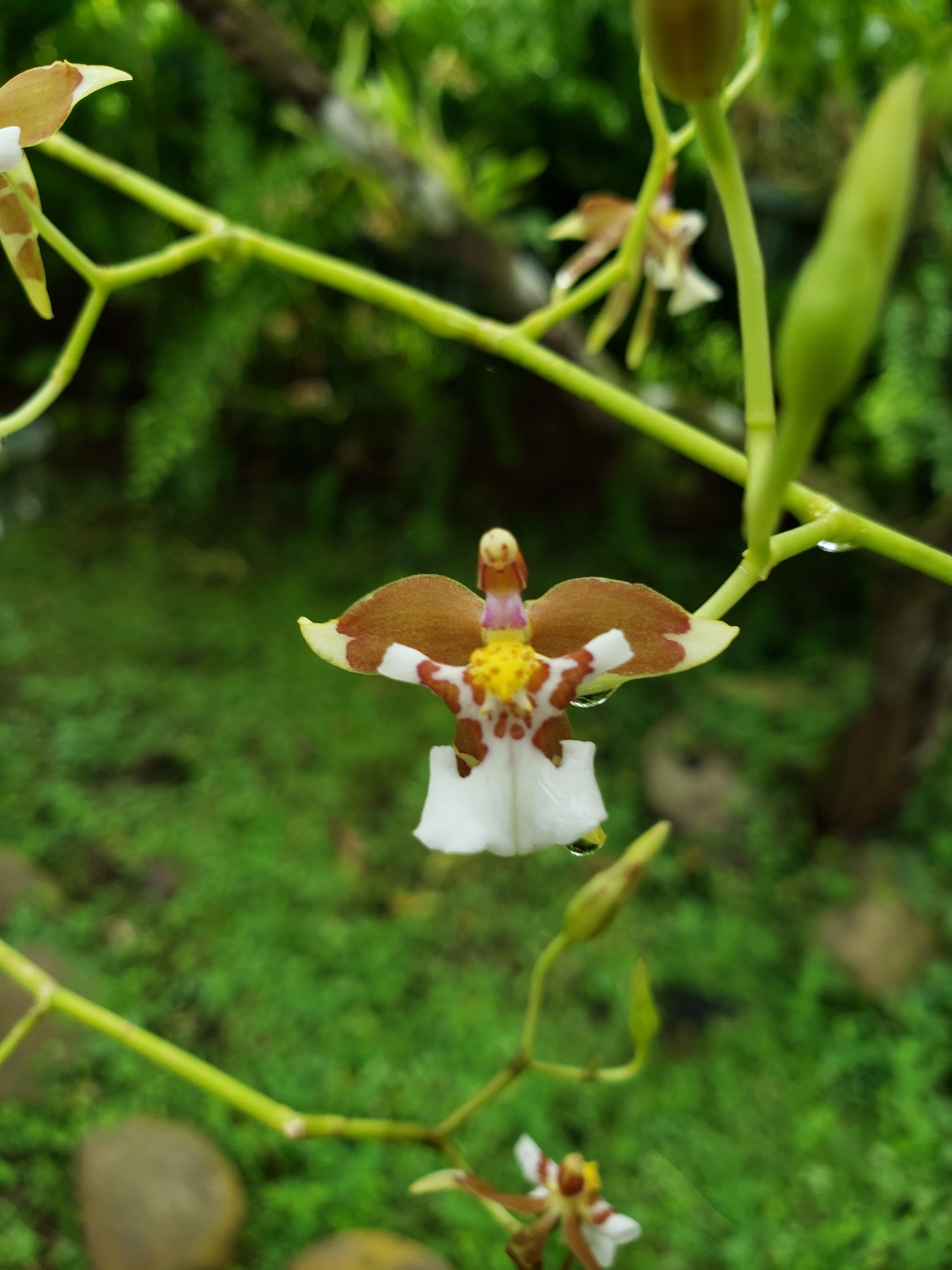 Cyrtochiloides