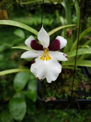 Miltoniopsis roezlii