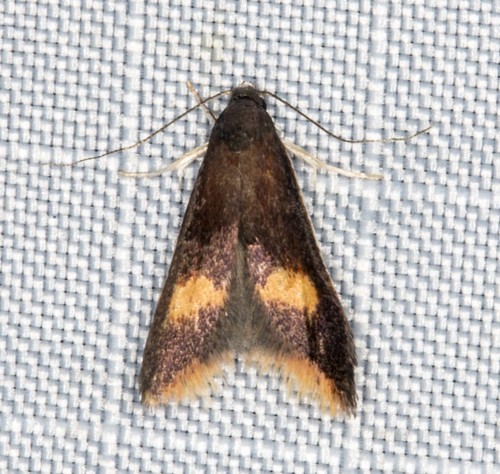 Trigonoptera