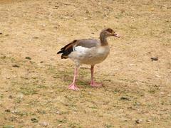 Alopochen aegyptiaca