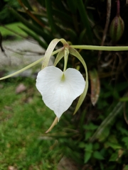 Brassavola