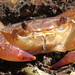 Levantine Freshwater Crab - Photo (c) רעות בן אלישר, some rights reserved (CC BY-NC), uploaded by רעות בן אלישר
