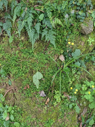 Selaginella nipponica iNat (1)