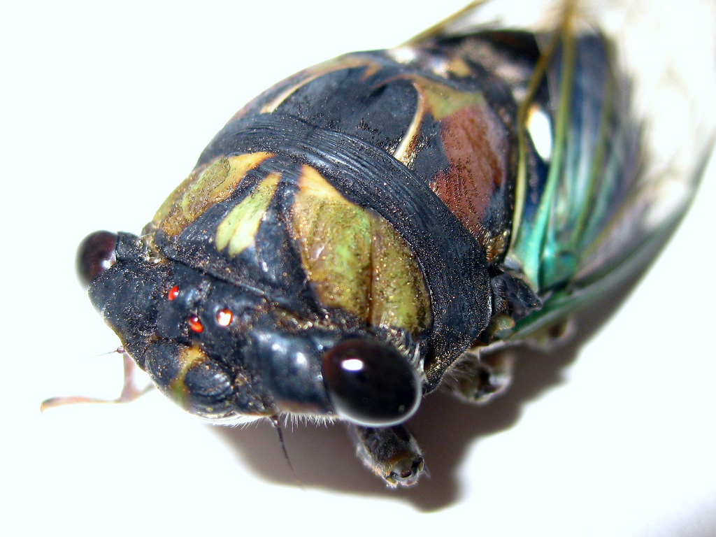 Common Lyric Cicada