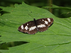 Neptis rivularis