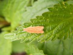 Helcystogramma rufescens