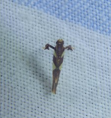 Caloptilia xanthopharella