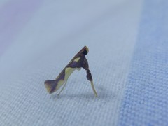 Caloptilia xanthopharella