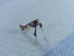Caloptilia xanthopharella